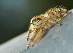 Hyllus diardi