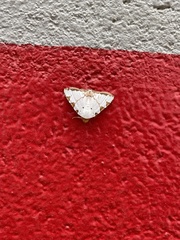 Eulepidotis testaceiceps