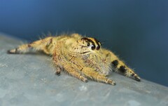 Hyllus diardi