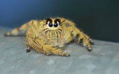 Hyllus diardi