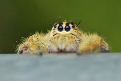 Hyllus diardi