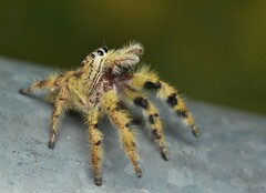 Hyllus diardi