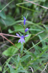 Lobelia sessilifolia