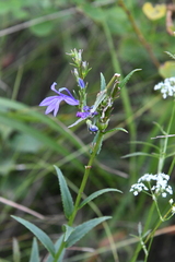 Lobelia sessilifolia