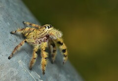 Hyllus diardi