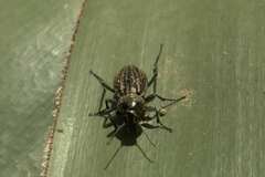 Somaticus