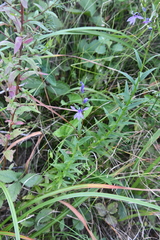 Lobelia sessilifolia