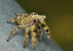 Hyllus diardi