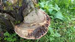 Phellinus