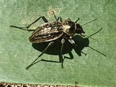 Somaticus