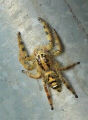 Hyllus diardi