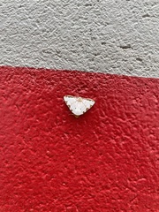 Eulepidotis testaceiceps