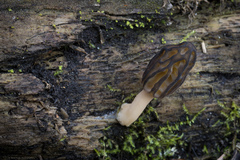 Morchella brunnea