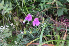 Geranium soboliferum