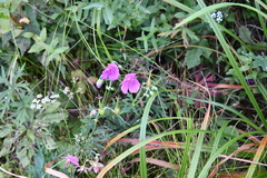 Geranium soboliferum