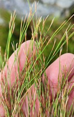 Anthochortus ecklonii