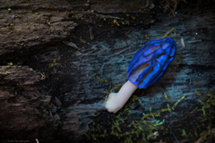 Morchella brunnea