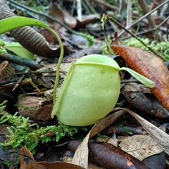 Nepenthes ampullaria