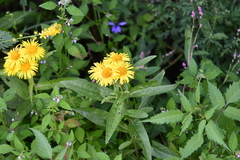 Inula japonica