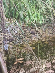 Pelophylax ridibundus