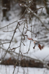 Malus prunifolia