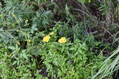 Inula japonica