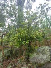 Citrus