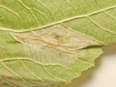 Phyllonorycter lantanella