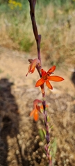 Watsonia angusta