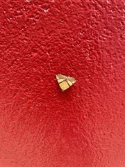 Eulepidotis julianata