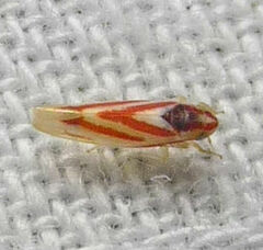 Erythridula noeva