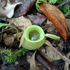 Nepenthes ampullaria
