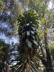 Pleopeltis macrocarpa