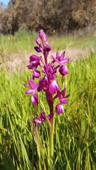 Anacamptis laxiflora