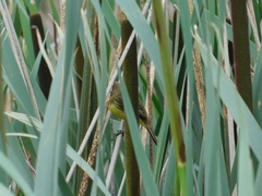 Pseudocolopteryx flaviventris