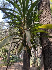 Pleopeltis macrocarpa