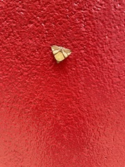 Eulepidotis julianata