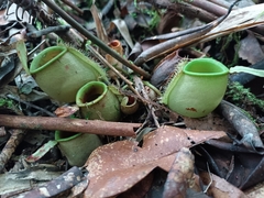 Nepenthes ampullaria