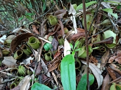 Nepenthes ampullaria