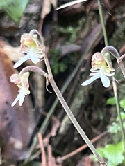 Anoectochilus formosanus