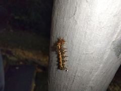Orvasca subnotata