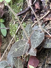 Anoectochilus formosanus