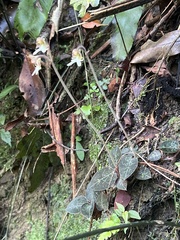 Anoectochilus formosanus