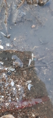 Scaphopoda