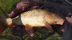 Cyprinus carpio