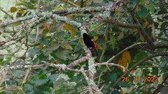 Ramphocelus flammigerus flammigerus