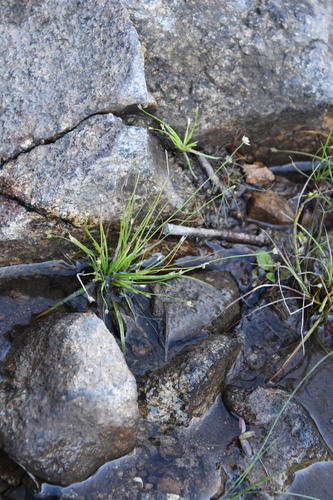 Eriocaulon decemflorum iNat (1)