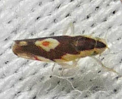 Erythroneura aclys