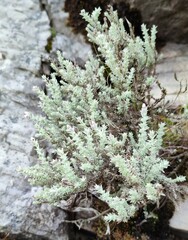 Atrichantha gemmifera