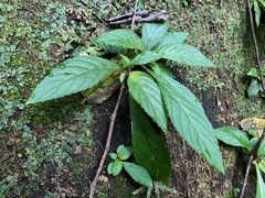 Rhynchotechum discolor